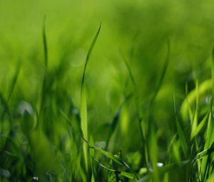 Preview wallpaper grass, green, light