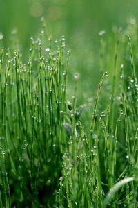 Preview wallpaper grass, green, light, moist, drops, dew