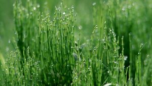 Preview wallpaper grass, green, light, moist, drops, dew