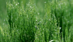 Preview wallpaper grass, green, light, moist, drops, dew