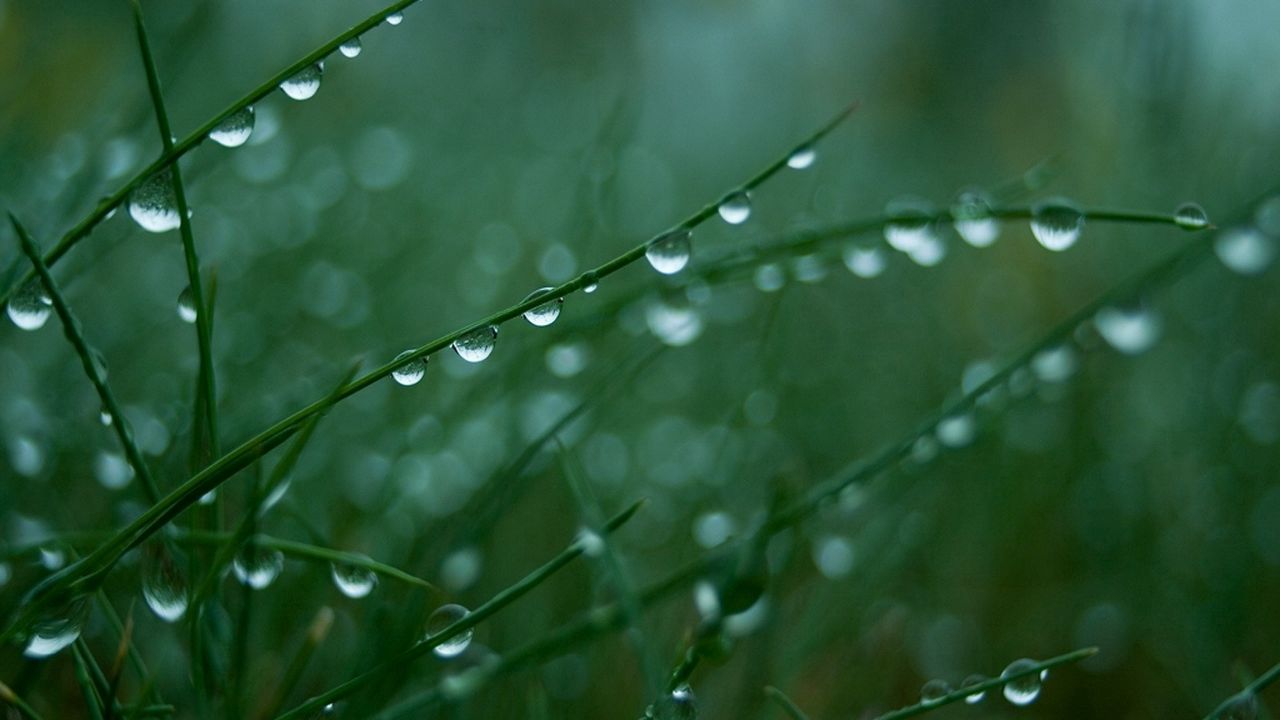 Wallpaper grass, green, light, drops, dew