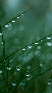 Preview wallpaper grass, green, light, drops, dew