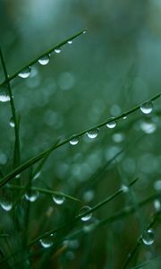 Preview wallpaper grass, green, light, drops, dew