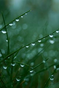 Preview wallpaper grass, green, light, drops, dew