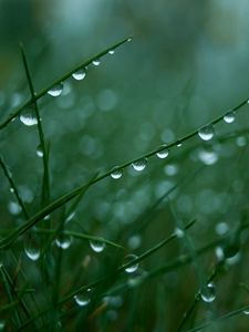 Preview wallpaper grass, green, light, drops, dew