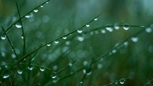 Preview wallpaper grass, green, light, drops, dew