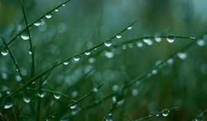 Preview wallpaper grass, green, light, drops, dew