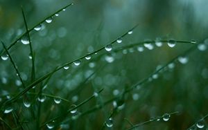 Preview wallpaper grass, green, light, drops, dew