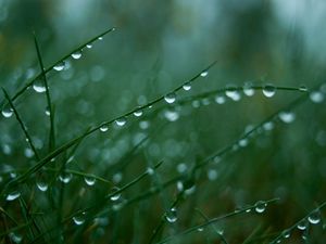 Preview wallpaper grass, green, light, drops, dew