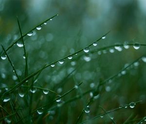 Preview wallpaper grass, green, light, drops, dew