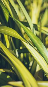 Preview wallpaper grass, green, macro, plant, leaves