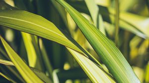 Preview wallpaper grass, green, macro, plant, leaves