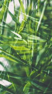 Preview wallpaper grass, green, macro, blur