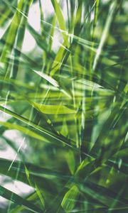 Preview wallpaper grass, green, macro, blur