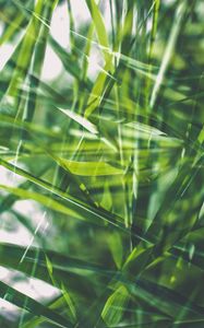 Preview wallpaper grass, green, macro, blur