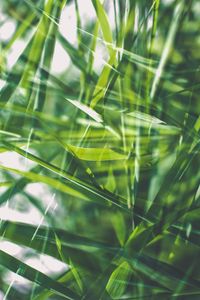 Preview wallpaper grass, green, macro, blur