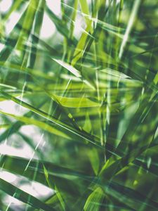 Preview wallpaper grass, green, macro, blur