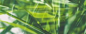 Preview wallpaper grass, green, macro, blur