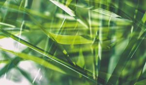 Preview wallpaper grass, green, macro, blur