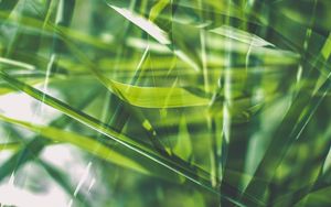 Preview wallpaper grass, green, macro, blur