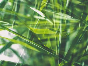 Preview wallpaper grass, green, macro, blur