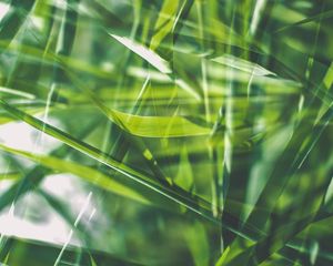 Preview wallpaper grass, green, macro, blur