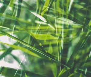 Preview wallpaper grass, green, macro, blur