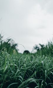 Preview wallpaper grass, green, macro, greenery, nature