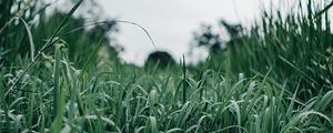 Preview wallpaper grass, green, macro, greenery, nature