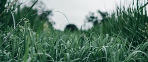 Preview wallpaper grass, green, macro, greenery, nature