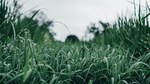 Preview wallpaper grass, green, macro, greenery, nature