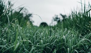 Preview wallpaper grass, green, macro, greenery, nature