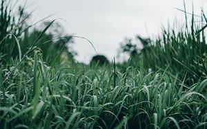 Preview wallpaper grass, green, macro, greenery, nature