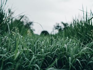 Preview wallpaper grass, green, macro, greenery, nature