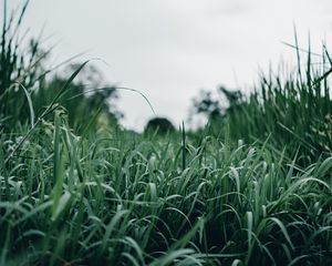 Preview wallpaper grass, green, macro, greenery, nature