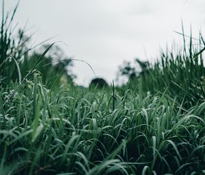 Preview wallpaper grass, green, macro, greenery, nature