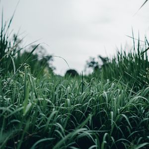 Preview wallpaper grass, green, macro, greenery, nature