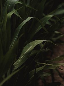 Preview wallpaper grass, green, macro, plants