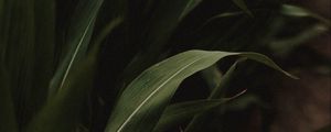 Preview wallpaper grass, green, macro, plants