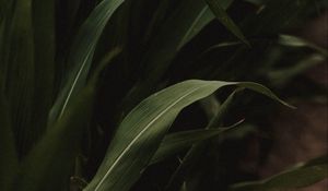 Preview wallpaper grass, green, macro, plants