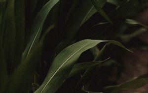 Preview wallpaper grass, green, macro, plants
