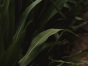 Preview wallpaper grass, green, macro, plants