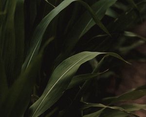 Preview wallpaper grass, green, macro, plants