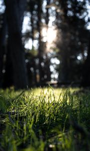 Preview wallpaper grass, green, macro, nature, park