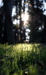 Preview wallpaper grass, green, macro, nature, park