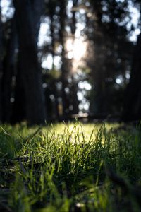Preview wallpaper grass, green, macro, nature, park