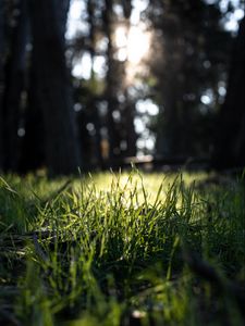 Preview wallpaper grass, green, macro, nature, park