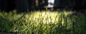 Preview wallpaper grass, green, macro, nature, park