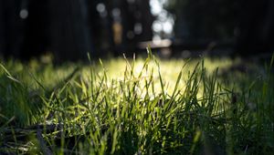 Preview wallpaper grass, green, macro, nature, park