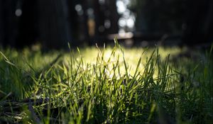 Preview wallpaper grass, green, macro, nature, park